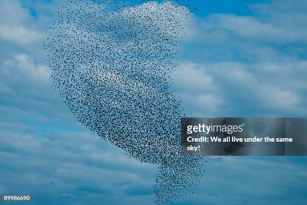 bird storm (starlings) - vogelschwarm stock-fotos und bilder