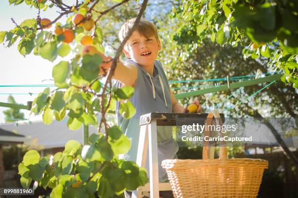 child picking apricots on ladder - apricot tree stock pictures, royalty-free photos & images