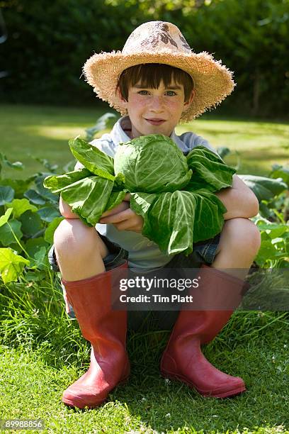 young boy holding a cabbage in a garden. - wellington boots stock pictures, royalty-free photos & images