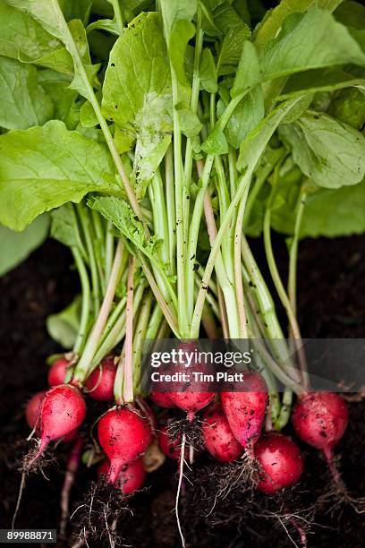 bunch of freshly picked radishes. - radijs stockfoto's en -beelden