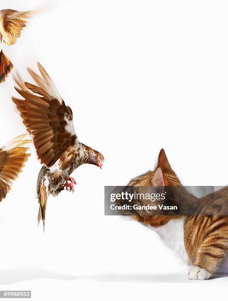 cat and bird - bird uk bird of prey stock pictures, royalty-free photos & images