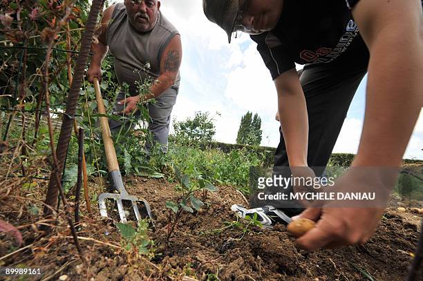 Picture taken on August 21, 2009 in Herouville-Saint-Clair, western France, shows Jean-Michel harvesting potatoes with friends a community garden....