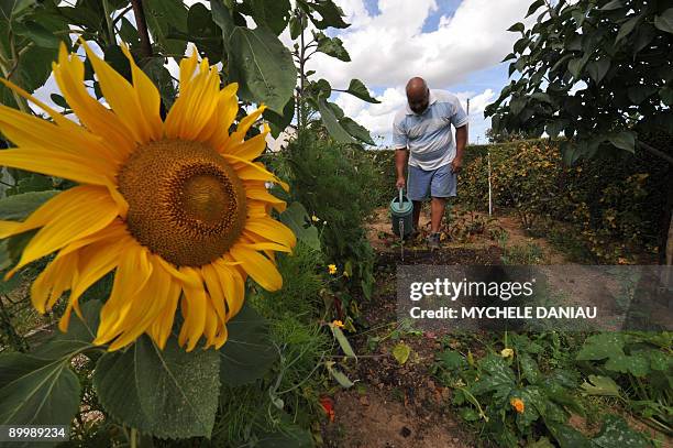 Picture taken on August 21, 2009 in Herouville-Saint-Clair, western France, shows Michel spraying radishes in a community garden. AFP PHOTO MYCHELE...