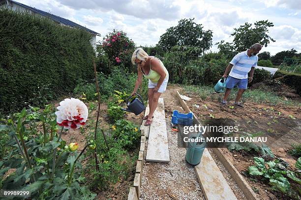 Picture taken on August 21, 2009 in Herouville-Saint-Clair, western France, shows Michel and his wife Sophie harvesting salads in a community garden....