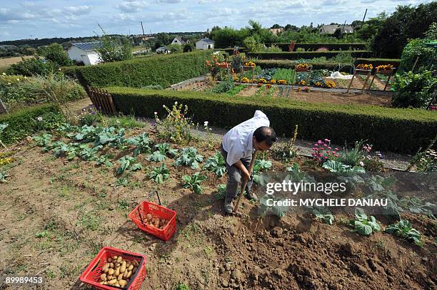 Picture taken on August 21, 2009 in Herouville-Saint-Clair, western France, shows Portuguese Machado hoeing in a community garden. AFP PHOTO MYCHELE...