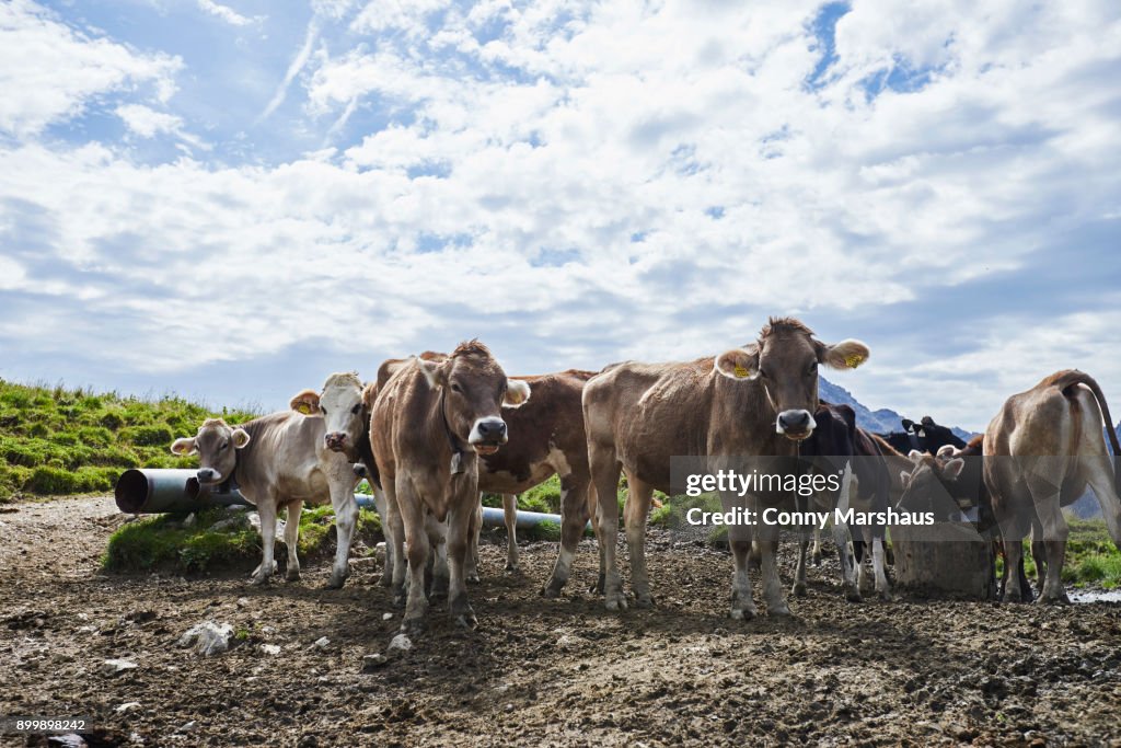 Portrait of cow herd in Tannheim mountains, Tyrol, Austria