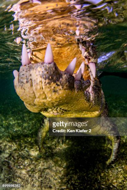 jaws of crocodile - ken kiefer stock pictures, royalty-free photos & images