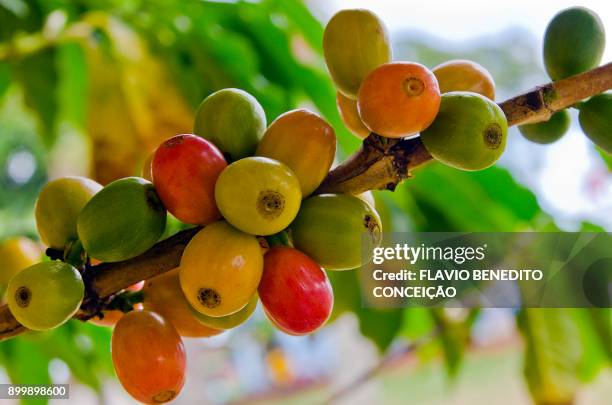 coffee bean ripening - southern brazil stock pictures, royalty-free photos & images