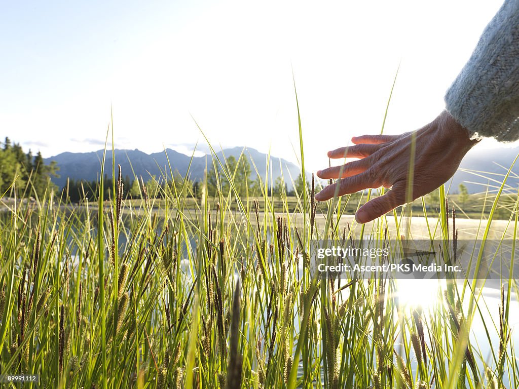 Woman's hand strokes grasses at edge of mtn lake