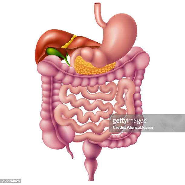 ilustrações, clipart, desenhos animados e ícones de sistema digestivo humano - intestino delgado