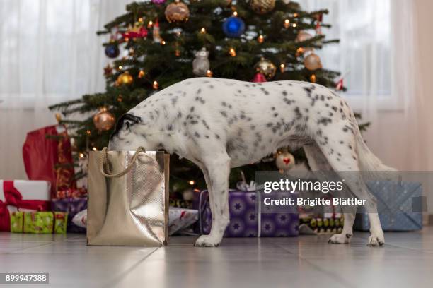 crossbreed dog at christmas time - christmas tree dog stock-fotos und bilder