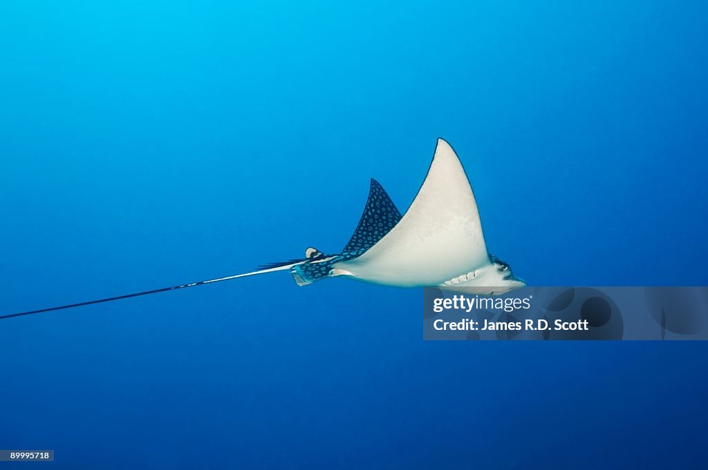 Spotted Eagle Ray