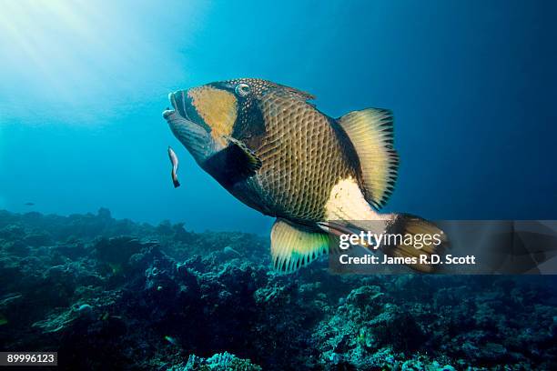 titan triggerfish - ocean triggerfish stock pictures, royalty-free photos & images