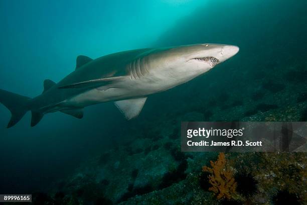 grey nurse shark  - nurse shark stockfoto's en -beelden
