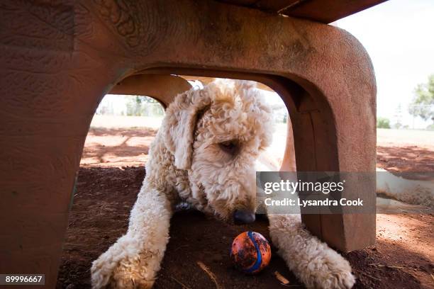 a labradoodle and a tennis ball under a bench. - mililani stockfoto's en -beelden