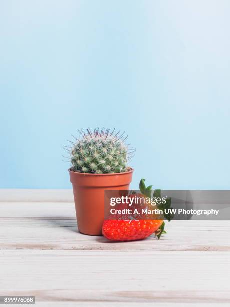 small cactus and a strawberry - thorn like stock pictures, royalty-free photos & images