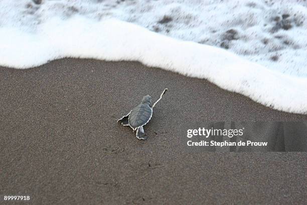 sea gray turtle - costa rica beach stock pictures, royalty-free photos & images