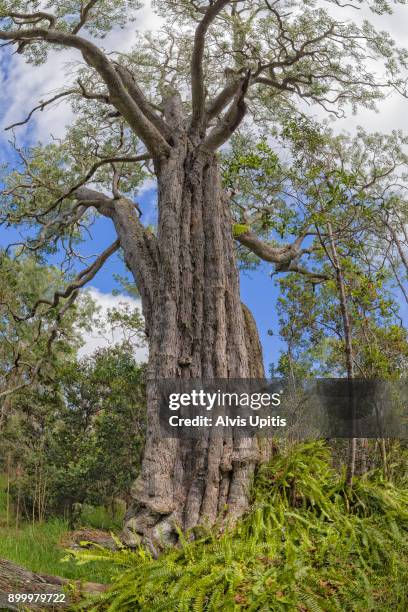 Koe Tree 48 Koa Tree Hawaii Stock Photos, High-Res Pictures, and Images - Getty ...