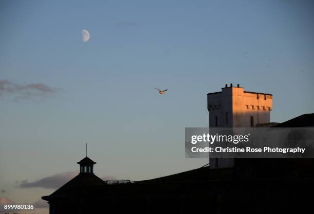 seagull in the sunset - copeland cumbria stock pictures, royalty-free photos & images