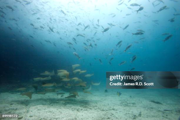 Golden Cow Rays 38 Cow Nose Ray Stock Photos, High-Res Pictures, and Images - Getty Images