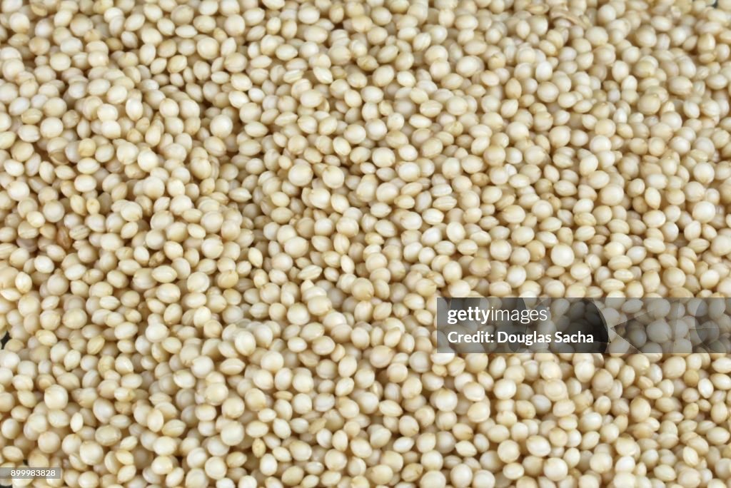 Full Frame of Grain (Amaranthus cruentus)
