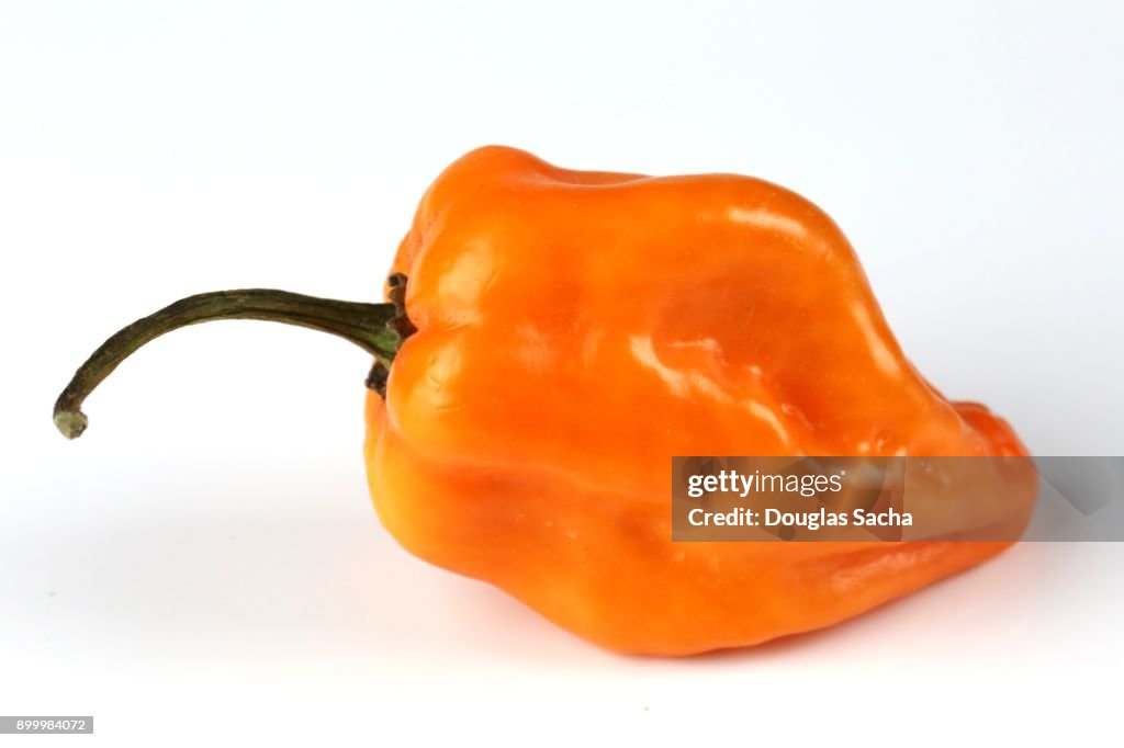 Habanero Pepper (capsicum chinense)