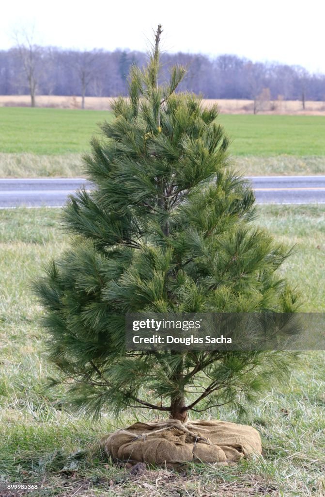 Transplanted Evergreen tree for the holiday