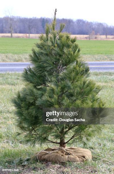 transplanted evergreen tree for the holiday - vale de canaan imagens e fotografias de stock