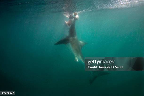 great white shark - shark attack stock pictures, royalty-free photos & images