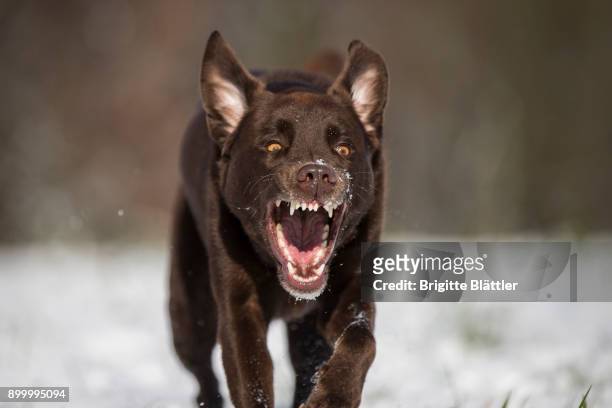 brown labrador retriever - frost bite stock-fotos und bilder
