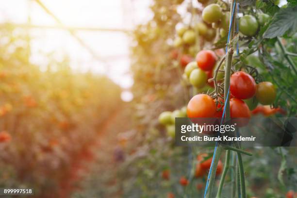 large group of tomatos in greenhouse - tomato harvest stockfoto's en -beelden
