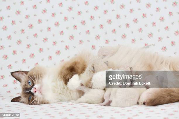 baby kitten - suckling stock pictures, royalty-free photos & images
