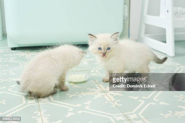 naschkätzchen / eating kitten - light blue tiled floor stock pictures, royalty-free photos & images