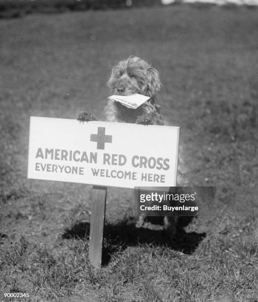 Sandy, the American Red Cross Dog Welcomes Everyone