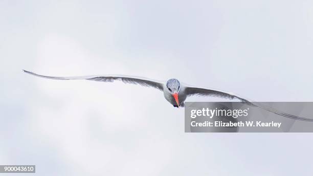 flying royal tern - royal tern 個照片及圖片檔