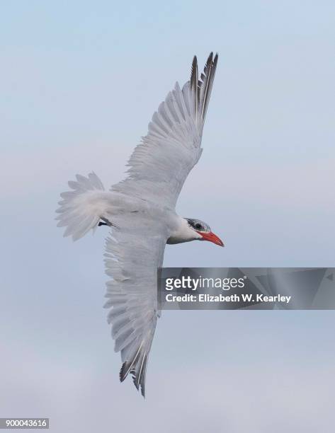 flying royal tern - royal tern fotografías e imágenes de stock