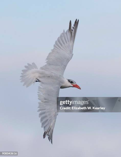 flying royal tern - royal tern 個照片及圖片檔