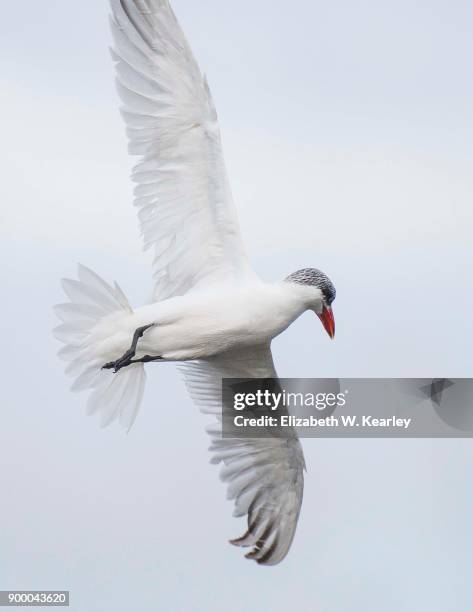 flying royal tern - royal tern stockfoto's en -beelden