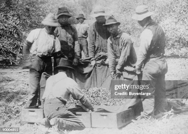 Japanese Workers on a Fruit Farm in California