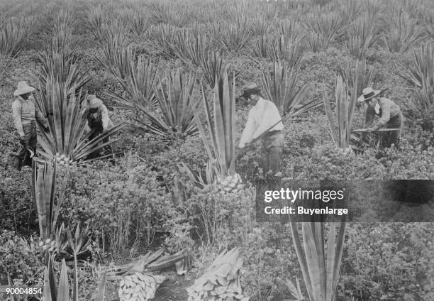 Agave Rope Sisal Fiber Photos and Premium High Res Pictures - Getty Images