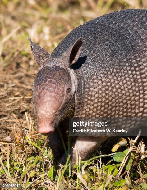 armadillo looking at the camera - tatu - fotografias e filmes do acervo