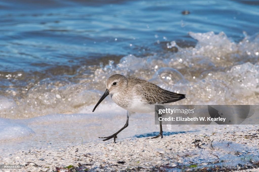 White-Rumped Sandpiper