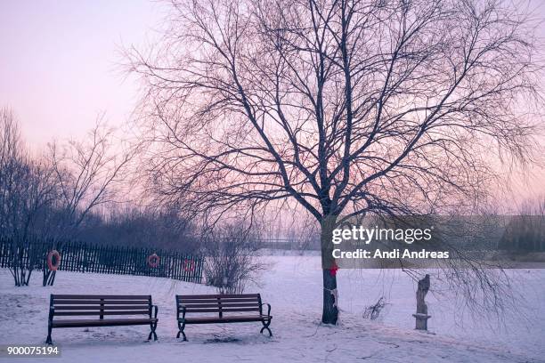 winter dusk at harbin china - harbin winter - fotografias e filmes do acervo