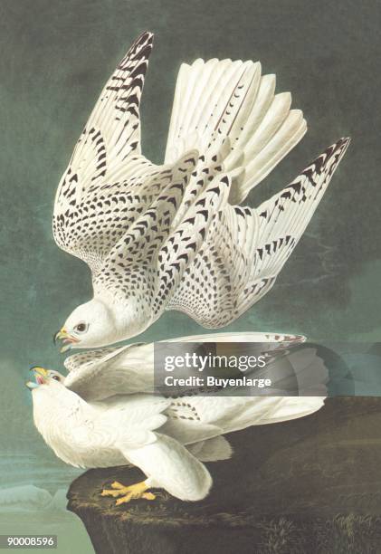 John James Audubon was the premier naturalist and a well respected American ornithologist. His attention to detail and his prints became world famous...