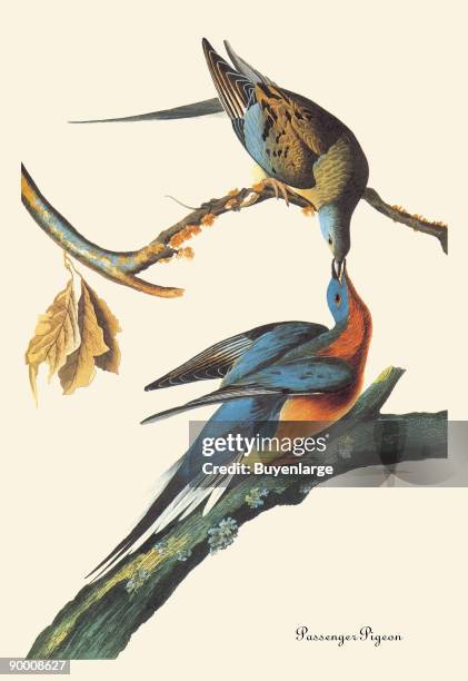 John James Audubon was the premier naturalist and a well respected American ornithologist. His attention to detail and his prints became world famous...