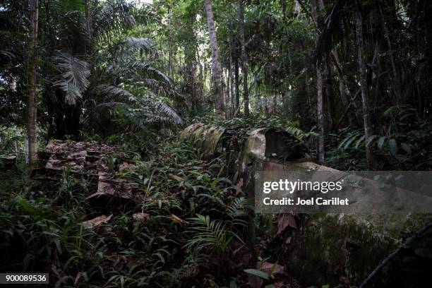 wwii aircraft overgrown in jungle in aitape, papua new guinea - world war ii aircraft stock pictures, royalty-free photos & images