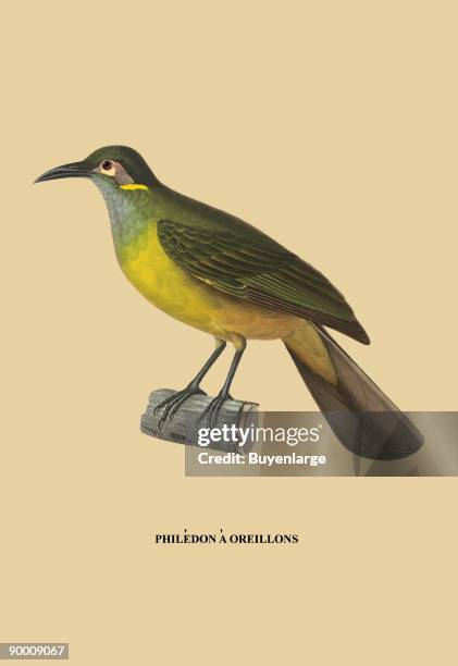 Yellow and green bird perched on a branch.