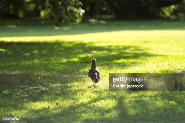 Animal Back View Photos and Premium High Res Pictures - Getty Images