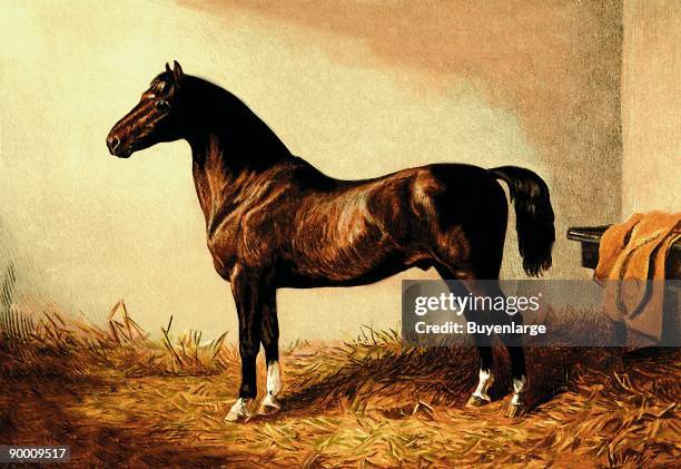 Originally published separately, these prints were combined into a book in 1873 and a section on vetrinary medicine was added. Entire pony hack "Don...