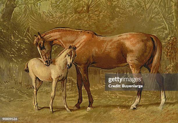 Originally published separately, these prints were combined into a book in 1873 and a section on vetrinary medicine was added. Thoroughbred mare and...